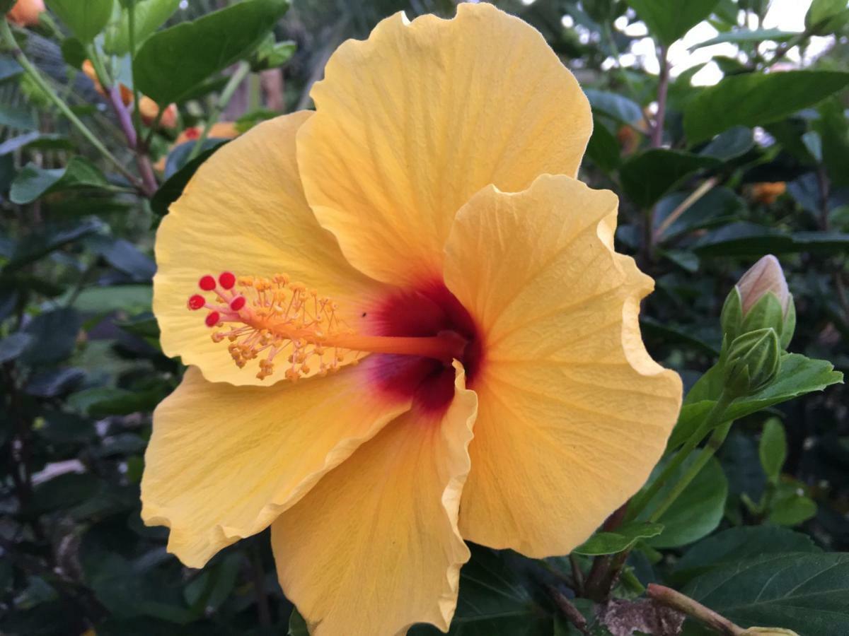 Mediteranean Style Ohana Rental / Garden Bungalow In Pahoa Honolulu Landing Buitenkant foto